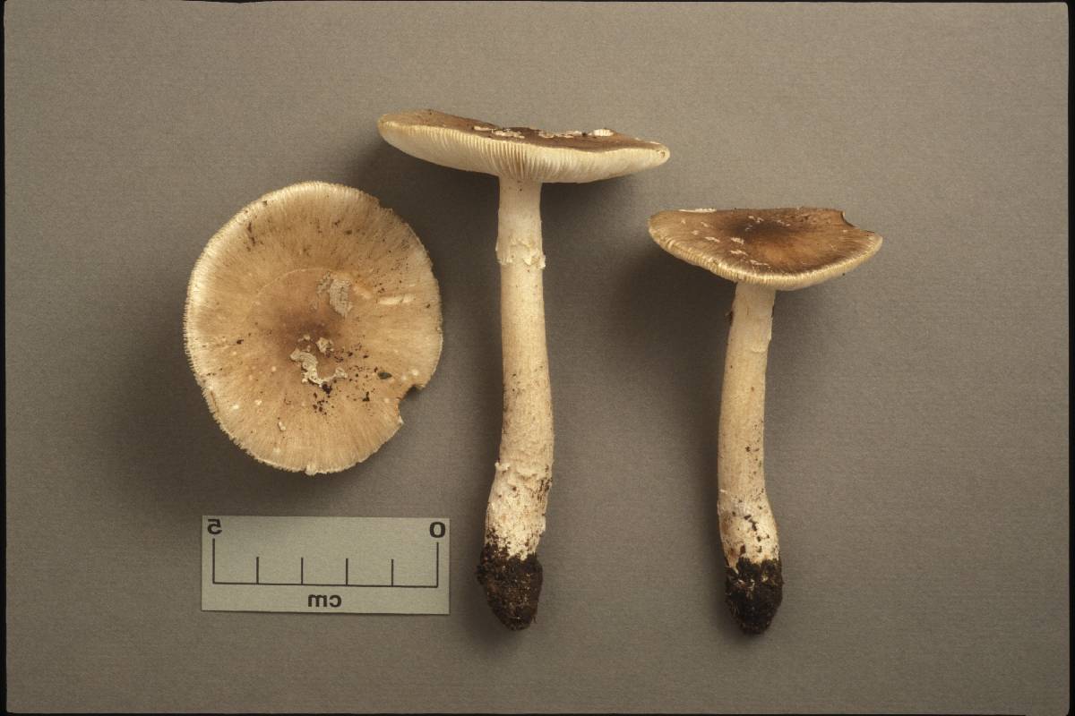 Amanita pseudobrunnescens image