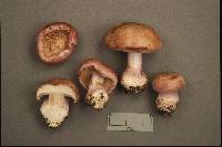 Cortinarius variicolor image