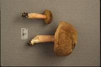 Boletus subtomentosus image