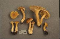 Cantharellus appalachiensis image