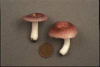 Russula lilacea image