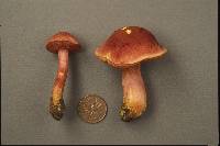 Chalciporus rubinellus image