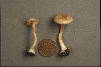 Ripartites tricholoma image