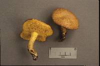 Suillus subaureus image