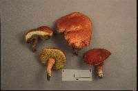 Boletus rubellus image