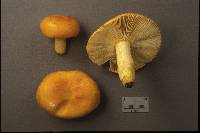 Russula xantho image