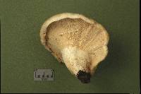 Lactarius glaucescens image