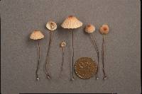 Marasmius pulcherripes image