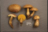 Aureoboletus innixus image