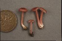 Entoloma roseum image