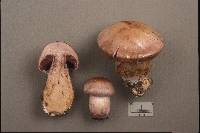 Image of Cortinarius nauseosus