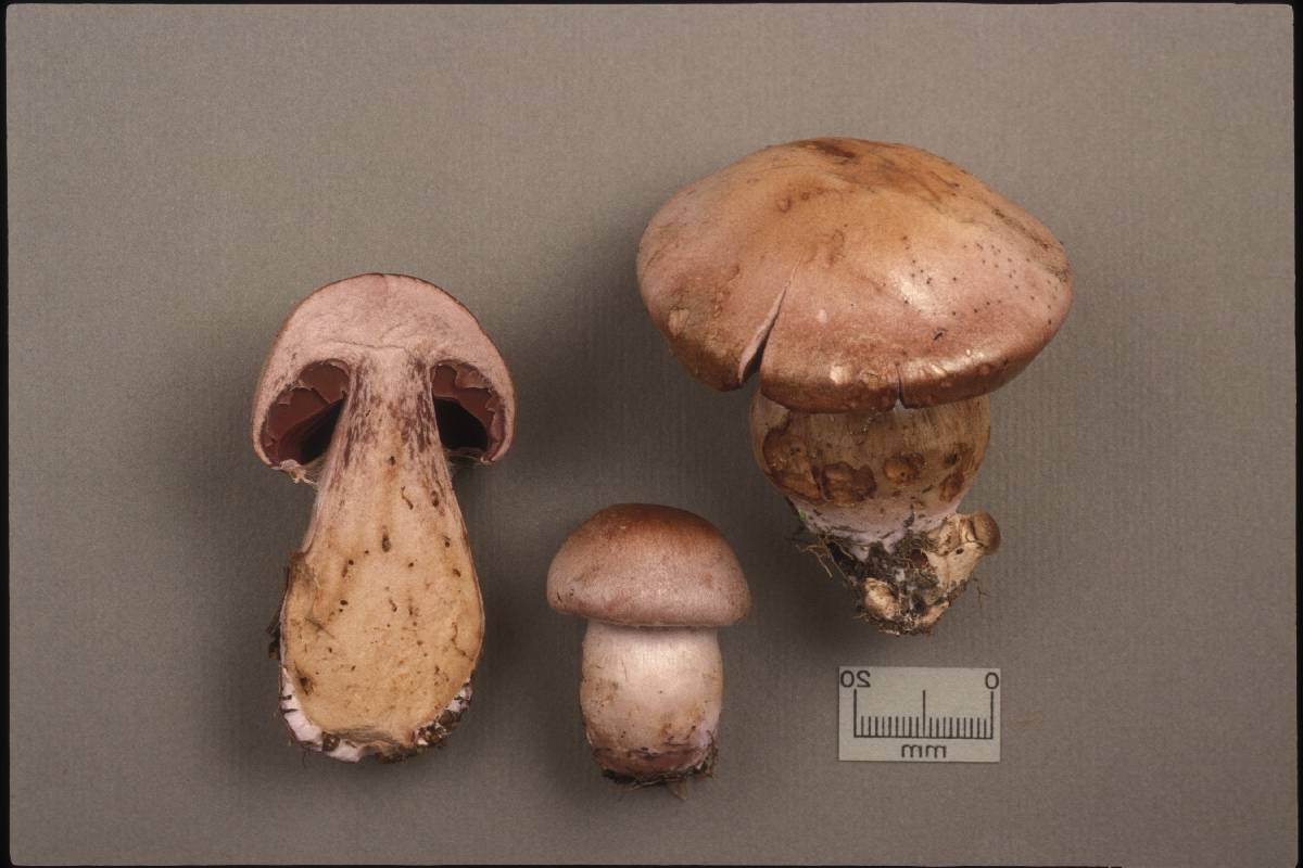 Cortinarius nauseosus image