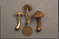 Inocybe hystrix image