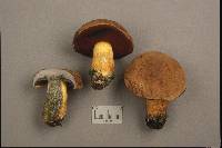 Boletus vermiculosus image