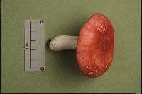 Russula pseudolepida image