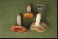 Russula luteispora image