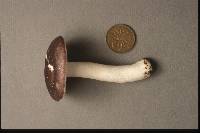 Russula brunneoviolacea image