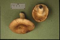 Russula adulterina image