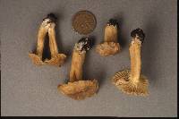 Cantharellus appalachiensis image