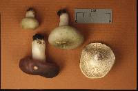 Russula variata image