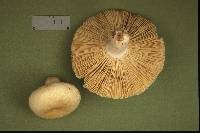 Russula albidula image