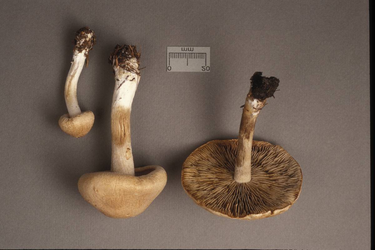 Inocybe melanopus image