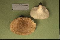 Polyporus melanopus image