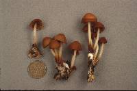 Marasmius cohaerens image