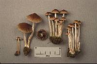 Psathyrella vialis image