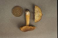 Hygrocybe tahquamenonensis image