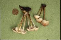 Mycena inclinata image