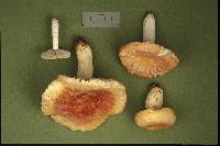 Russula flavisiccans image