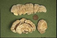 Poronidulus conchifer image