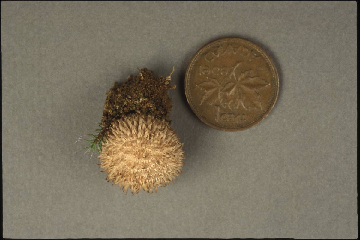 Lycoperdon americanum image