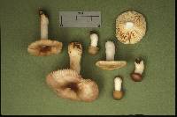 Russula abietina image