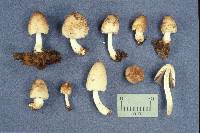 Coprinus laniger image