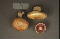 Cortinarius calochrous image