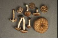 Inocybe submuricellata image