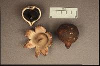 Geastrum rufescens image