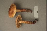 Tricholoma transmutans image