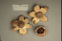 Geastrum rufescens image