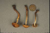 Conocybe rugosa image