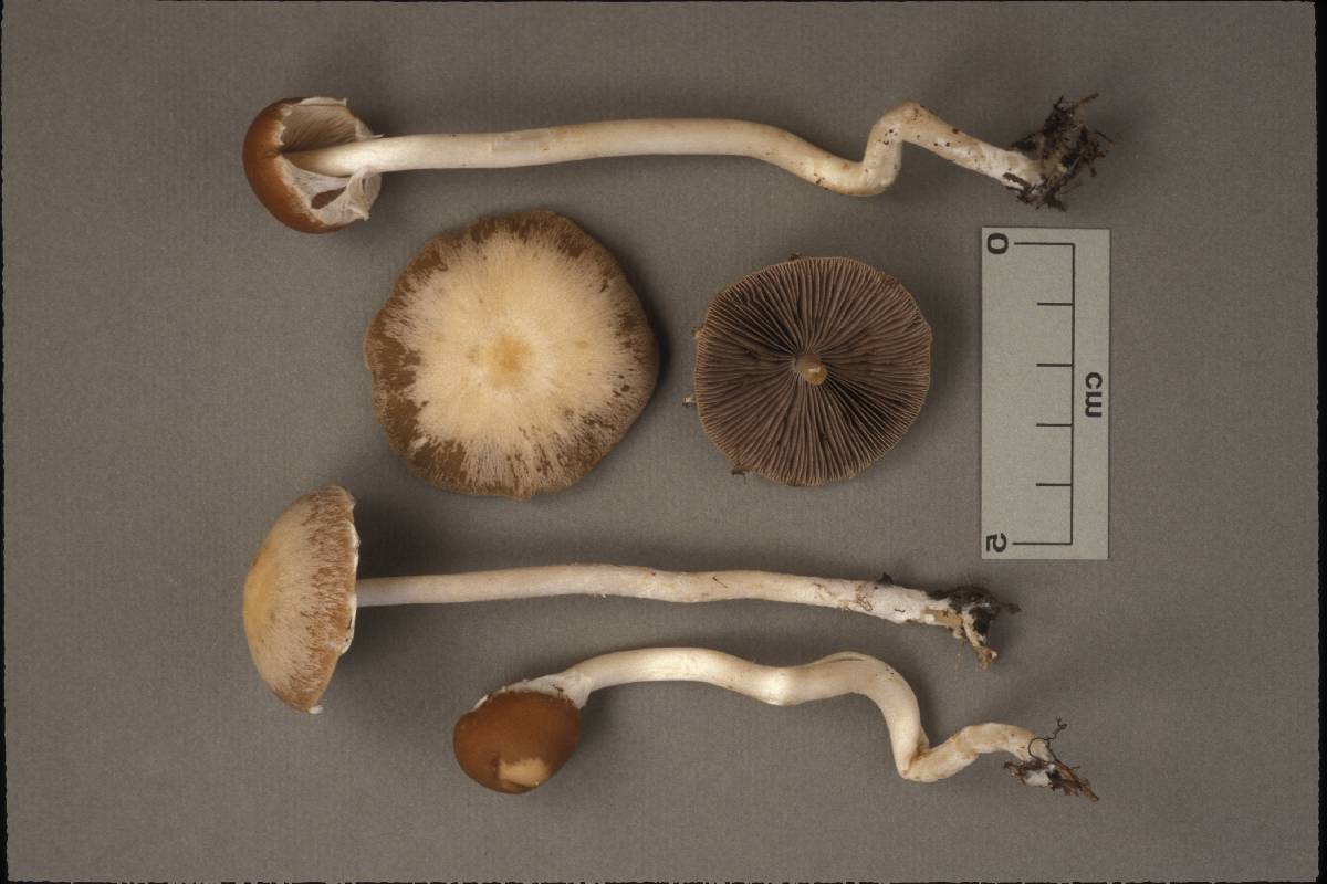 Psathyrella albescens image