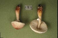Leucoagaricus americanus image