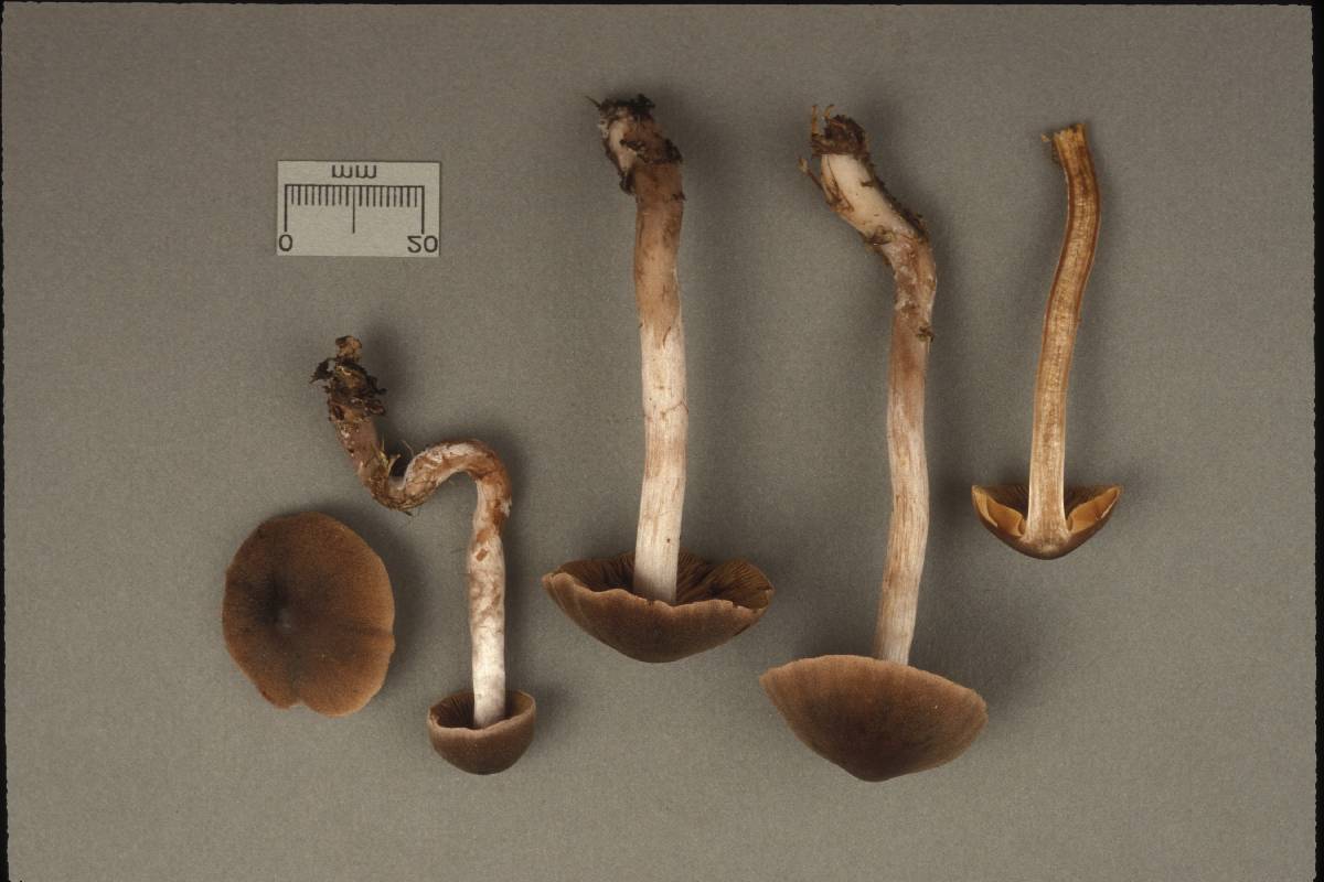 Cortinarius pilatii image