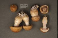 Cortinarius triumphans image