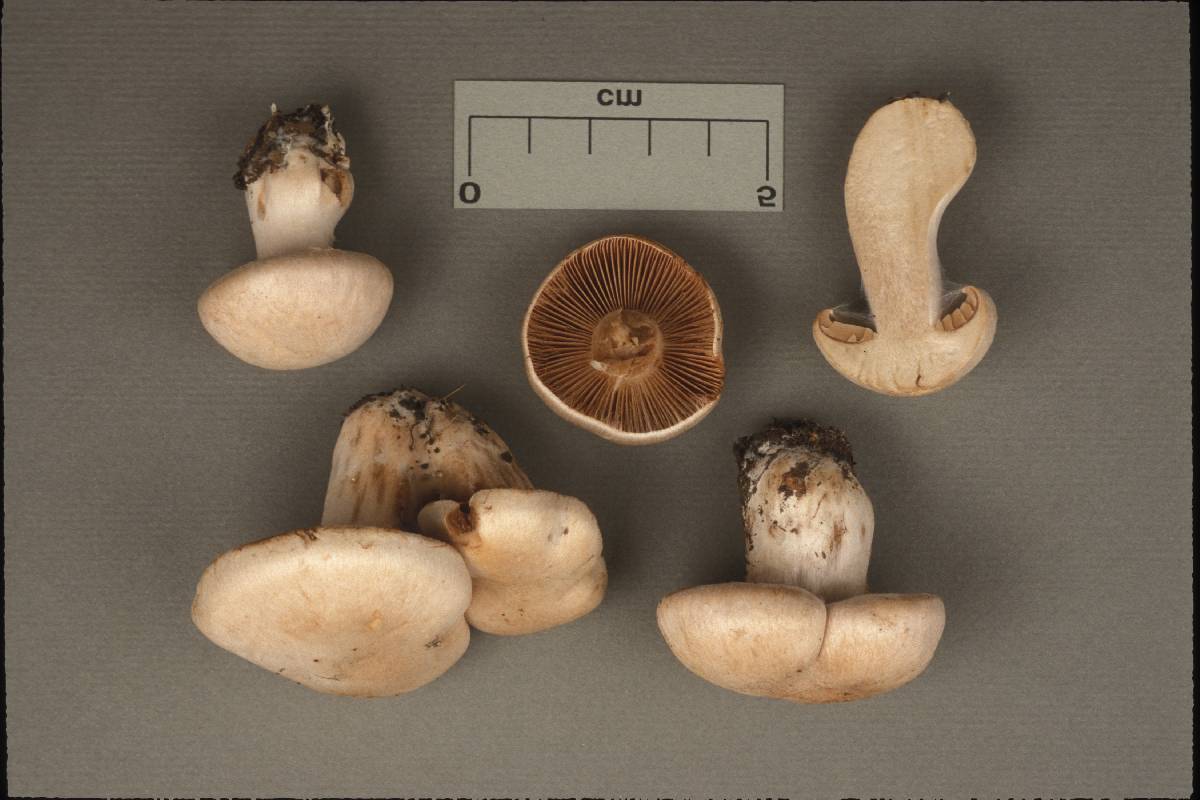 Cortinarius brevipes image