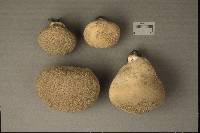 Lycoperdon floccosum image