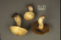 Suillus tomentosus image