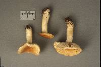 Russula simillima image